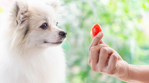 Dogs cheap eat tomatoes